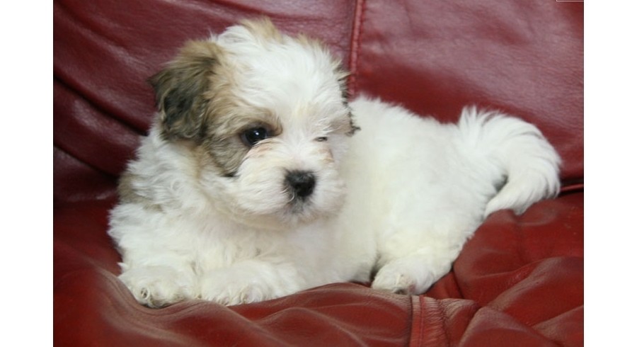 shichon dogs for adoption