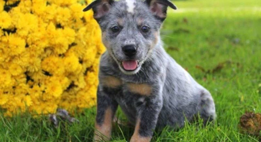 Blue Heeler - Australian Cattle Dog.meet Trixie A Puppy For Adoption.