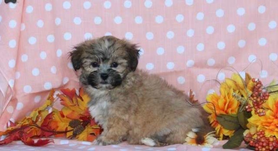 shichon rescue puppies