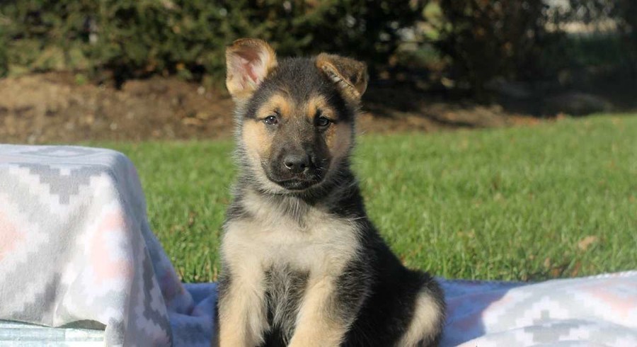 Can Dogs Have Fudge Can Dogs Have Fudge