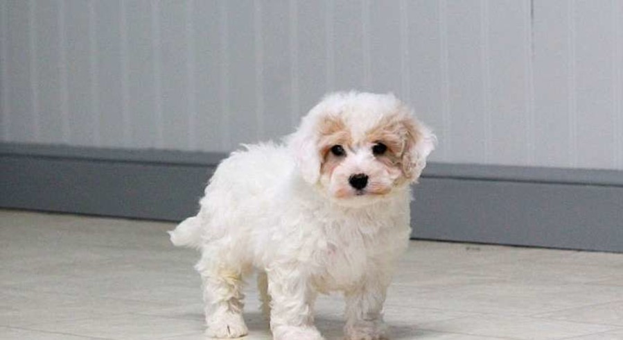 Miniature Poodle Mix.Meet Texas a Puppy for Adoption. Miniature Poodle Mix.Meet Texas a Puppy for Adoption.