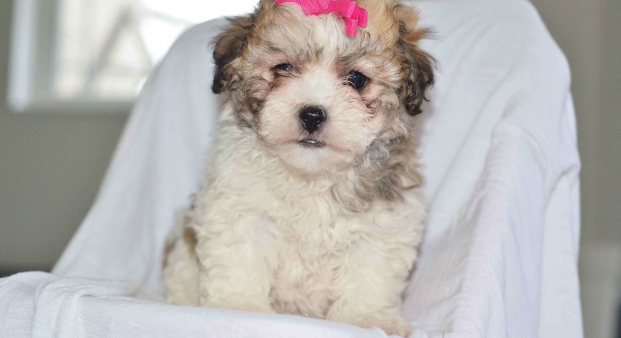 shichon dogs for adoption