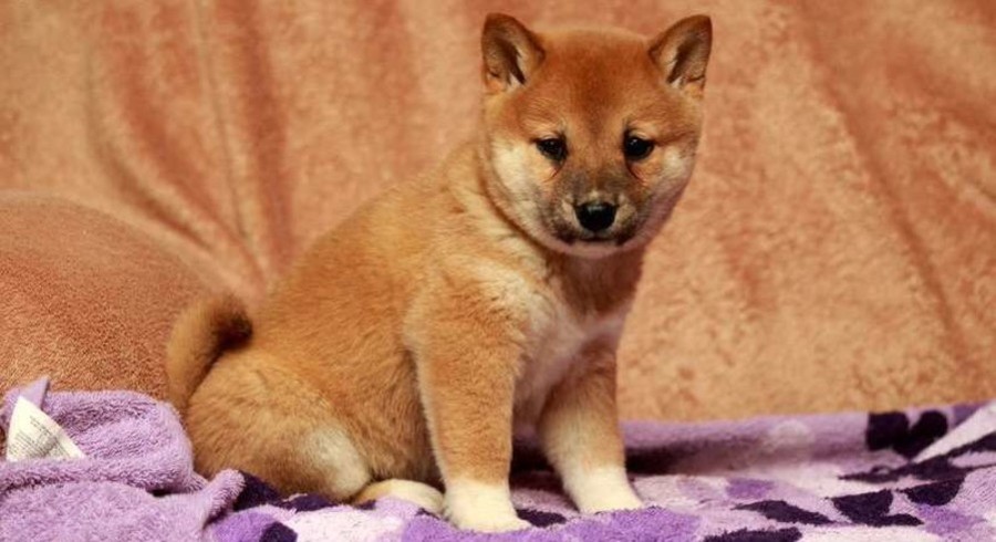 Shiba Inu.Meet Baby Bell a Puppy for Adoption.