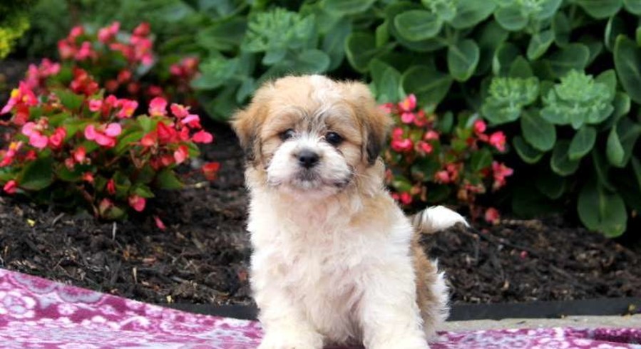 teddy bear puppy for adoption