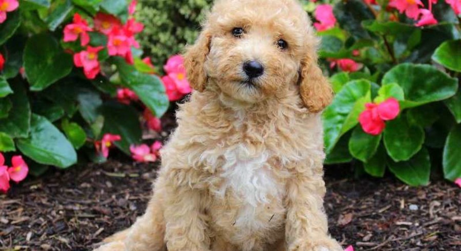 Mini Goldendoodle Meet Gavin A Puppy For Adoption