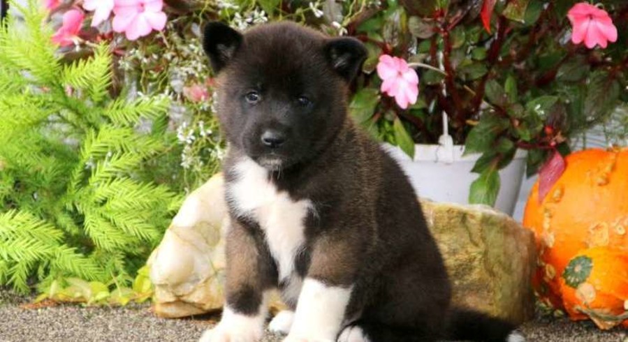 Akita.Meet Daryl a Puppy for Adoption.