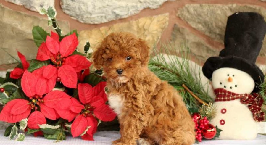 Miniature Poodle.Meet Cinnamon Stick a Puppy for Adoption.