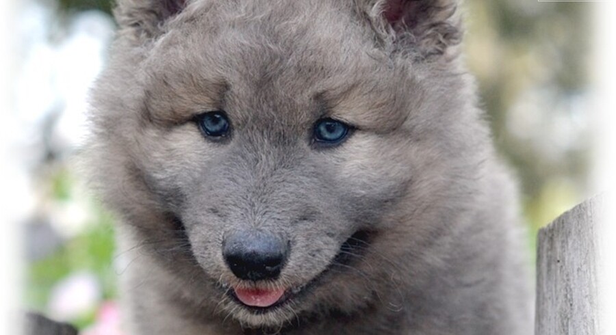 Wolf Hybrid.Meet BABY BLUE a Puppy for Adoption.