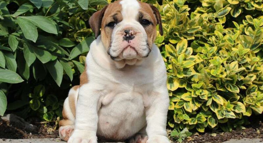 Olde English Bulldogge.Meet Dillon a Puppy for Adoption.