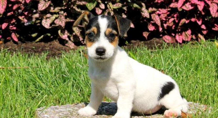 Jack Russell Terrier.Meet Ginger a Puppy for Adoption.