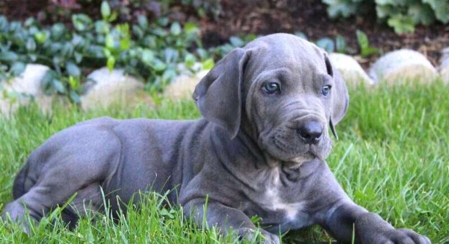 Cane Corso.Meet Sarah a Puppy for Adoption.