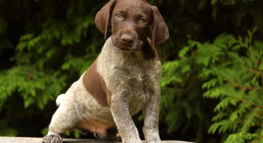 German Shorthaired Pointer Mix.Meet Benny a Puppy for Adoption.