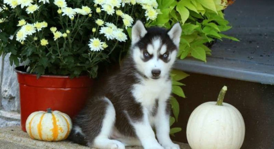 Siberian Husky.Meet Jenna a Puppy for Adoption.