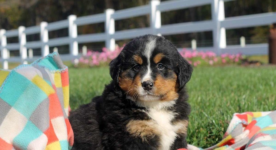 Bernese Mountain Dog.Meet Paige a Puppy for Adoption.