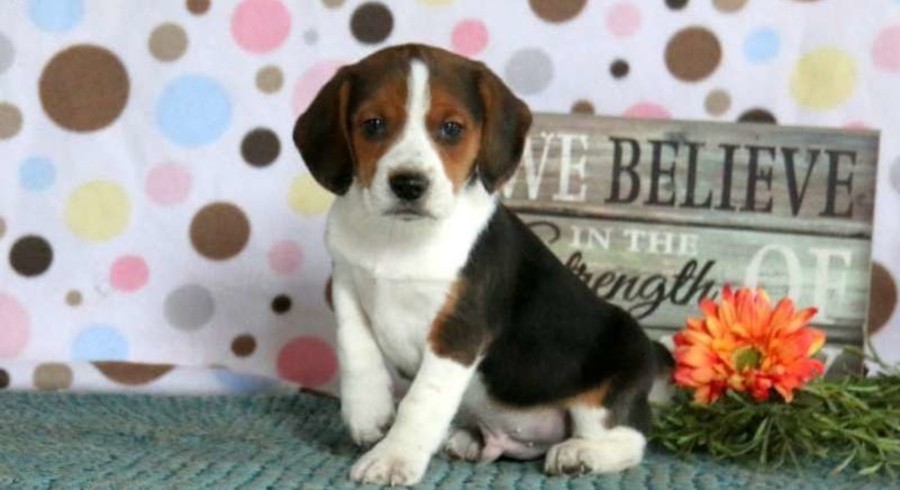 beagle inside teddy bear