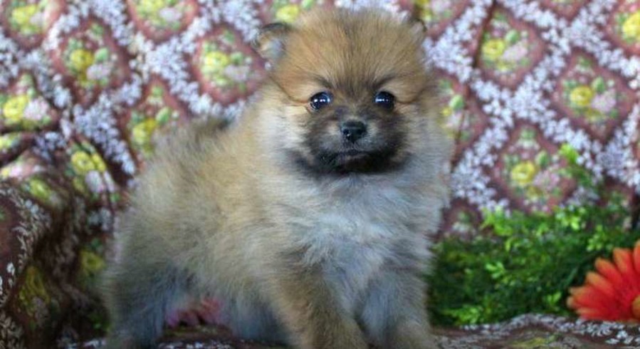 Pomeranian.Meet Coco a Puppy for Adoption.