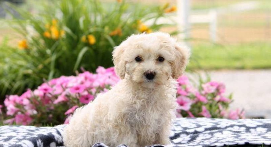 Maltipoo.Meet Maggie a Puppy for Adoption.