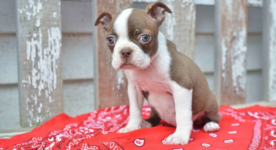 Boston Terrier.Meet Angie a Puppy for Adoption.