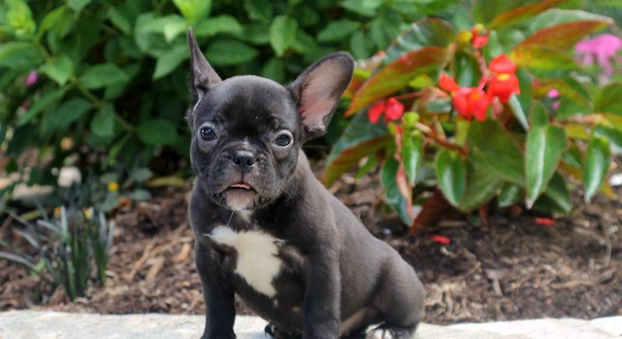 French Bulldog.Meet Vinny a Puppy for Adoption.