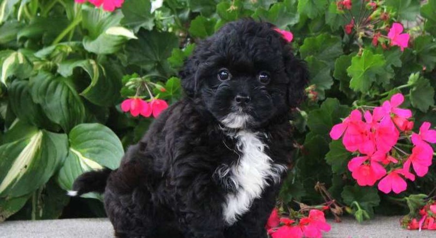 peekapoo for adoption peekapoo for adoption