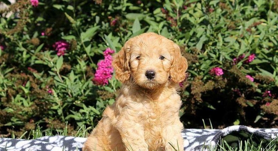 Mini Goldendoodle Meet Gavin A Puppy For Adoption