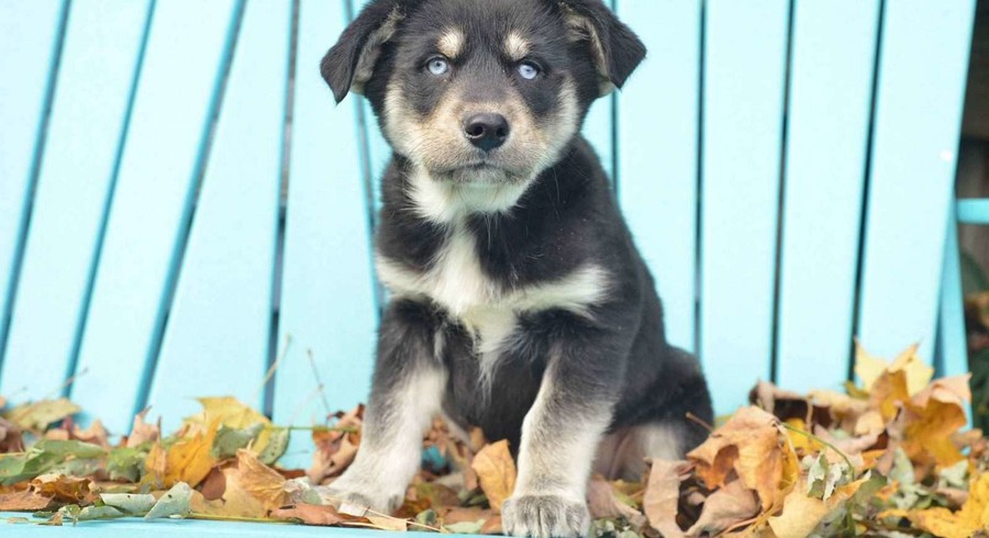 Goberian.Meet Mindy a Puppy for Adoption.