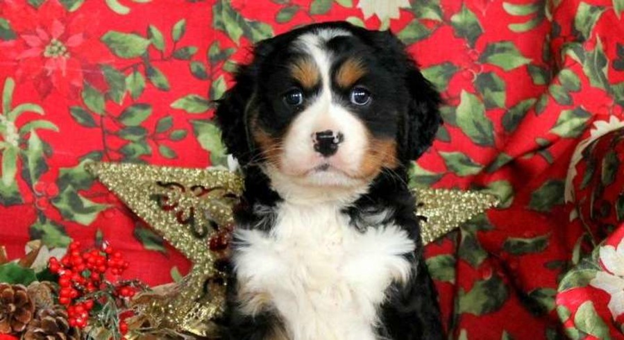 Miniature Bernese Mountain Dog.Meet Shayla a Puppy for ...