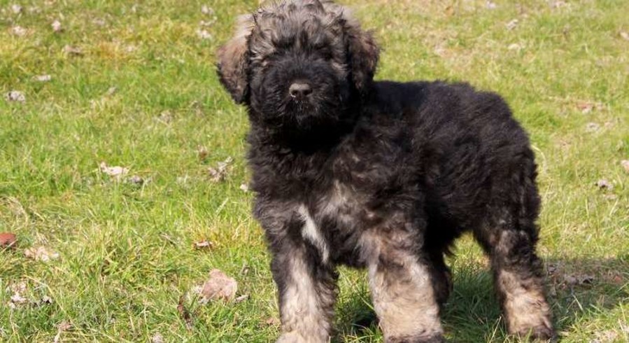 Bouvier des Flandres.Meet Buster a Puppy for Adoption.