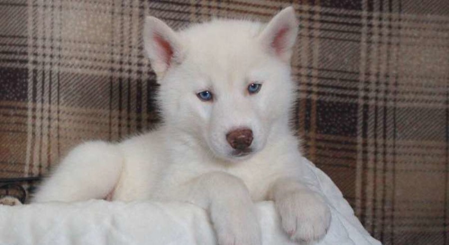 Siberian Husky.Meet Ephraim a Puppy for Adoption.