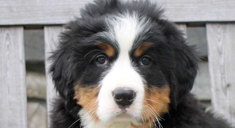 Bernese Mountain Dog.Meet Della a Puppy for Adoption.