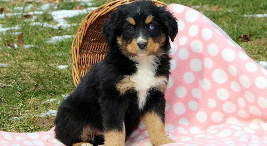Bernese Mountain Dog Mix.Meet Jess a Puppy for Adoption.