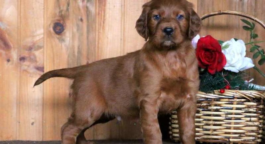 irish setter phantom