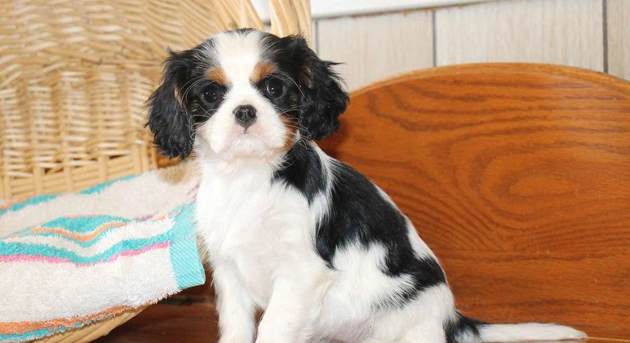 Cavalier King Charles Spaniel.Meet Sonya a Puppy for Adoption.