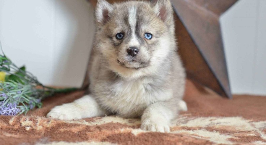 Pomsky.Meet Mariah a Puppy for Adoption.