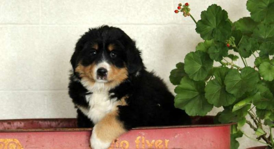 Bernese Mountain Dog Mix.Meet Twila a Puppy for Adoption.