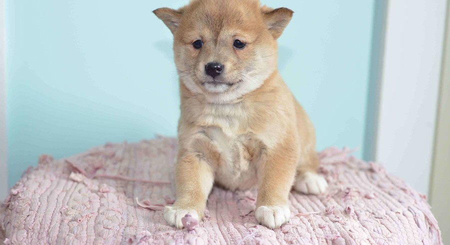 Shiba Inu.Meet Missy a Puppy for Adoption.