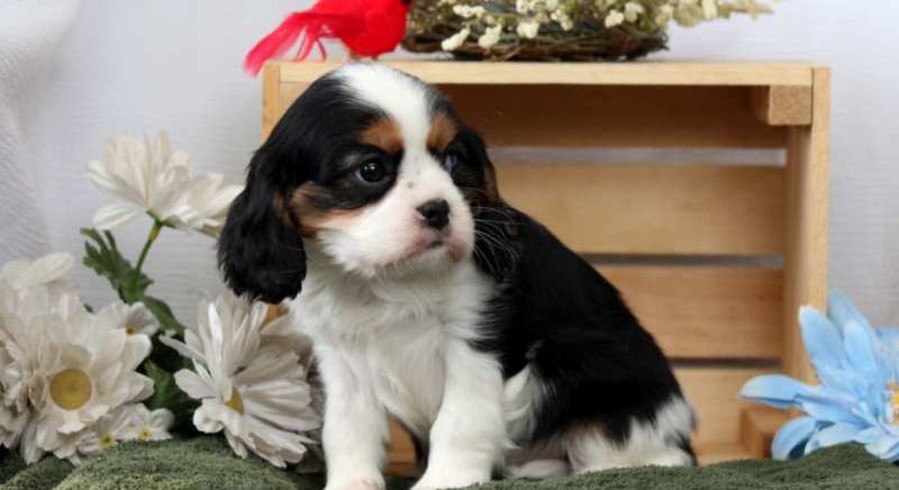 Cavalier King Charles Spaniel.Meet Lucille a Puppy for